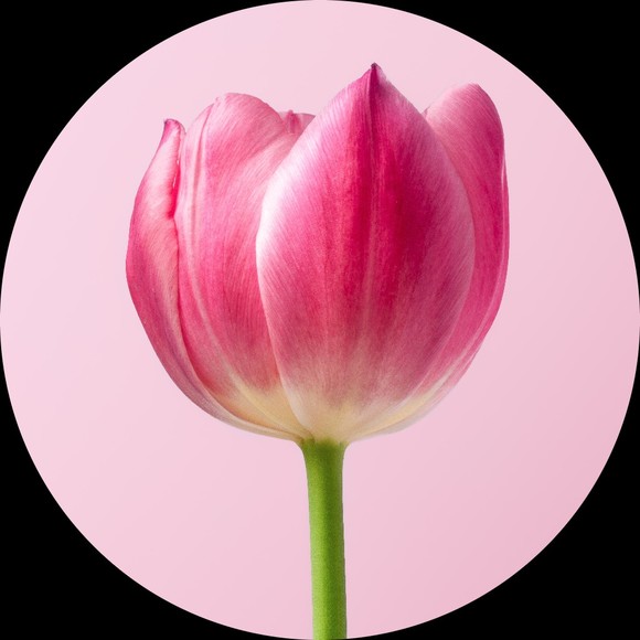 all_the_flowers